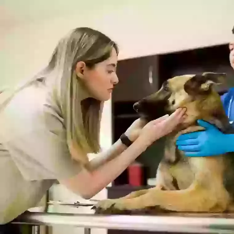 What Really Happens on the Day: A Gentle Guide to Same-Day Pet Cremation